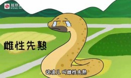 黄鳝漫画,揭秘水下生物的趣味世界